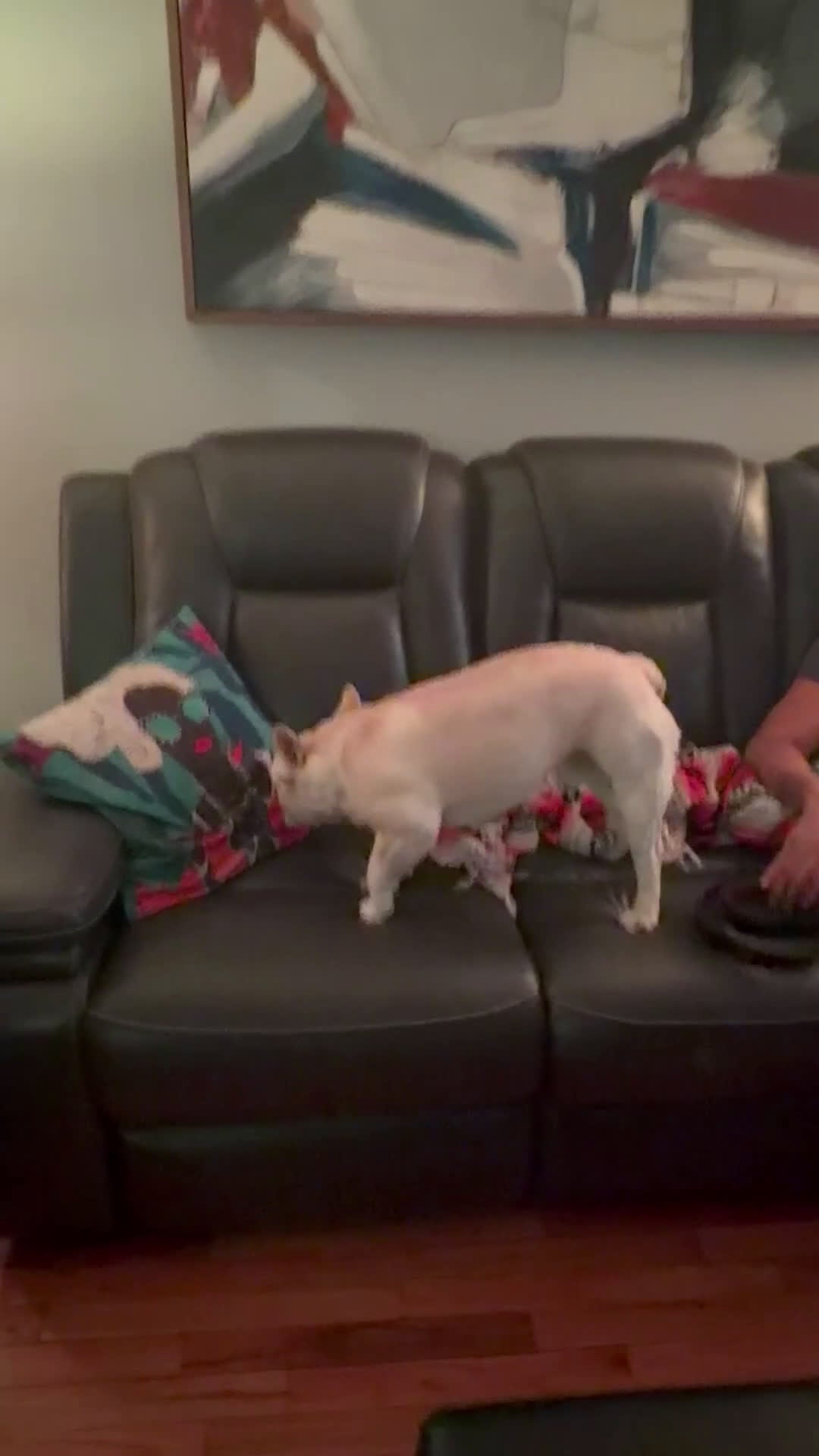 French Bulldog dogs for stud: ROCKY - Video 1