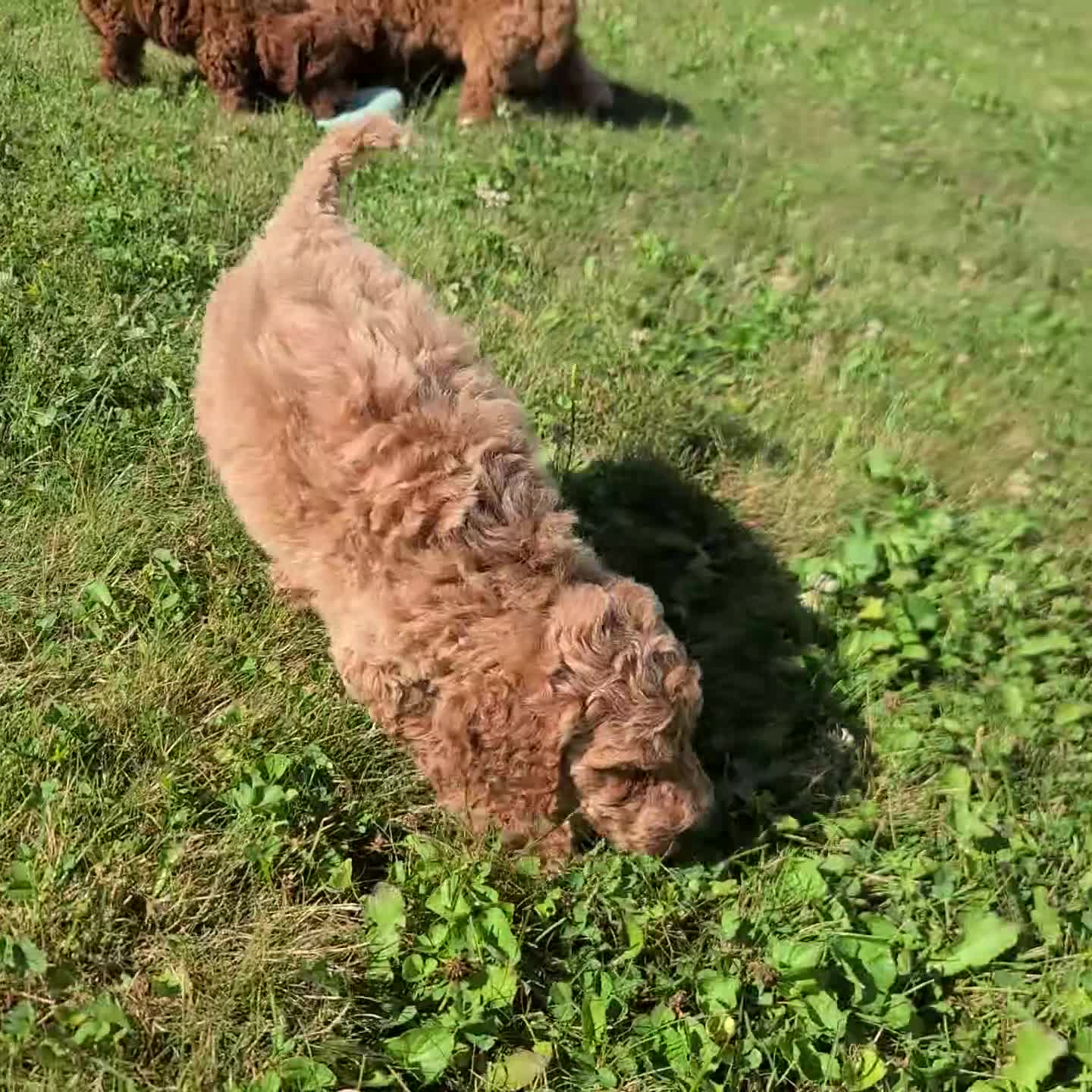 Standard Poodle dogs for sale: Abigail - Video 1