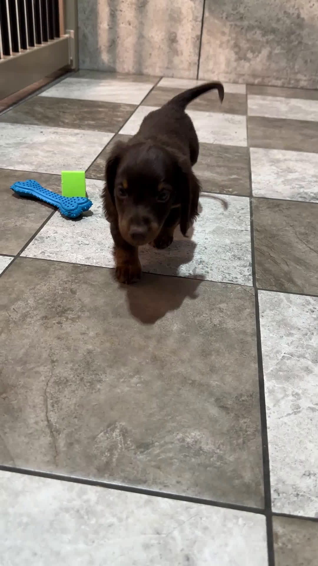 Miniature Dachshund dogs for sale: Preston - Video 1