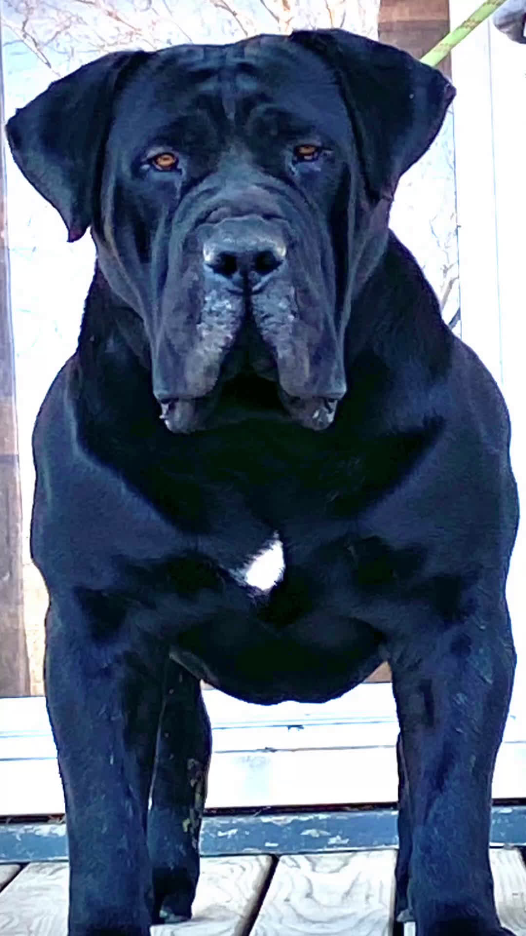 Mixed Breed dogs for sale: Mixed Breed Puppy 2 - Video 1