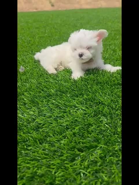 Maltese dogs for sale: 🐾 Adorable Male Maltese Puppy – Ready for His Forever Home! 🐾 - Video 1