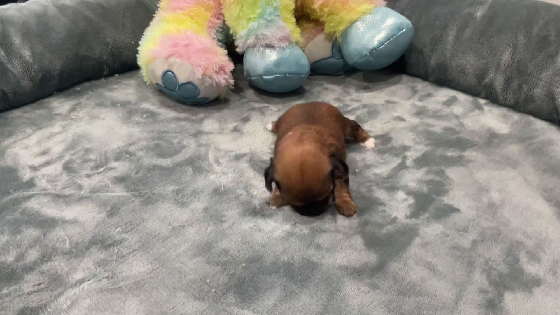 Shorkie dogs for sale: Princess - Video 1