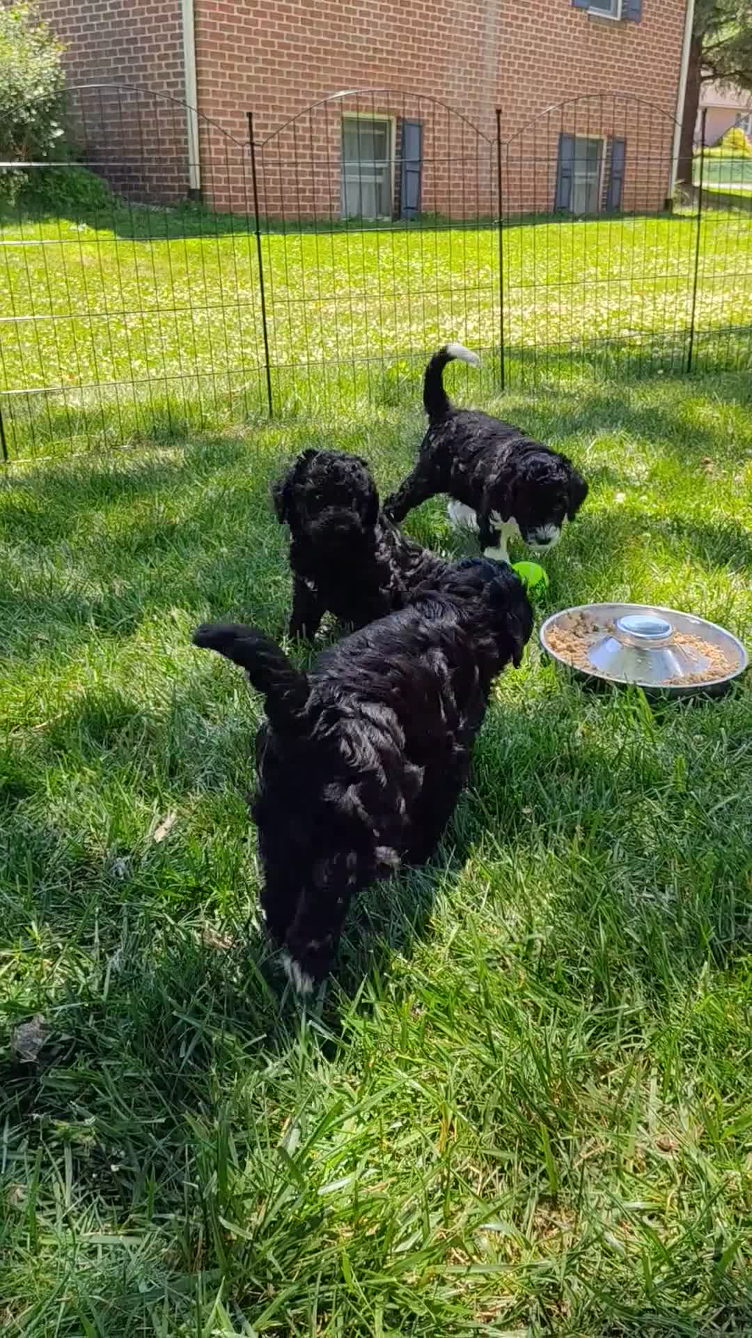 Mixed Breed dogs for sale: Oliver - Video 1