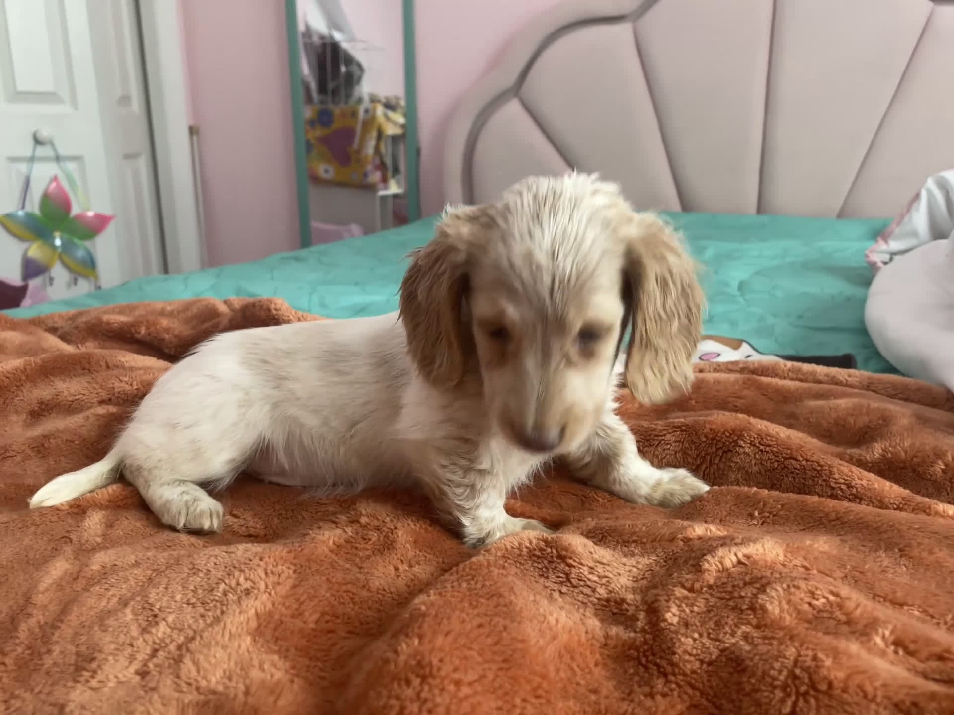 Miniature Dachshund dogs for sale: Chelsea  - Video 1