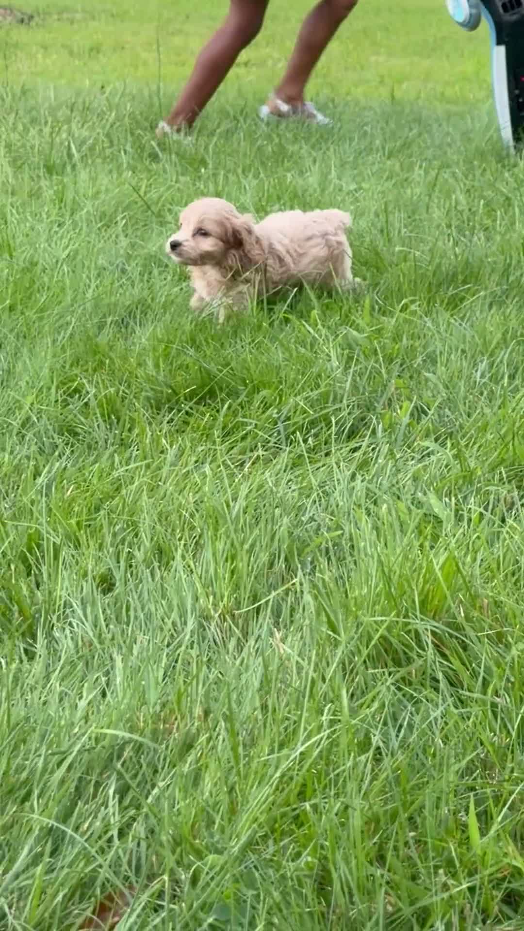 Cockapoo dogs for sale: Nova  - Video 1