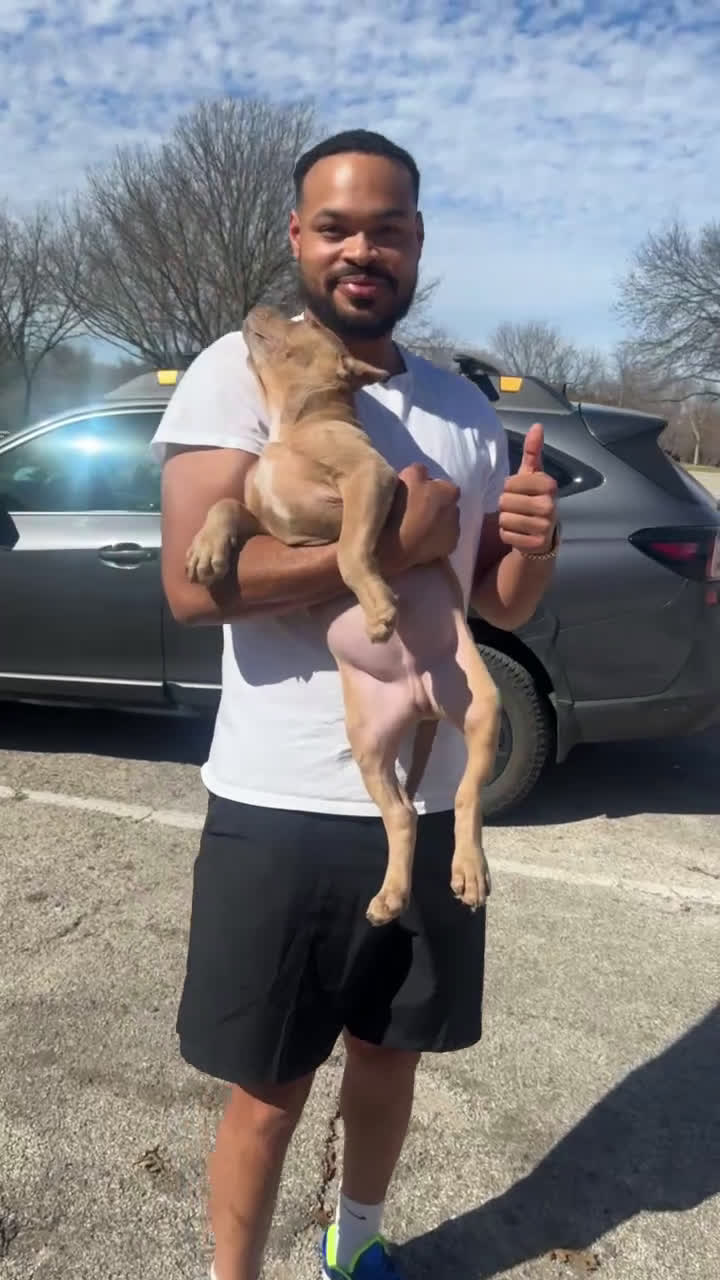 American Bully dogs for sale: Champagne (Bossy Kennels BL Champagne XL Bully) - Video 1