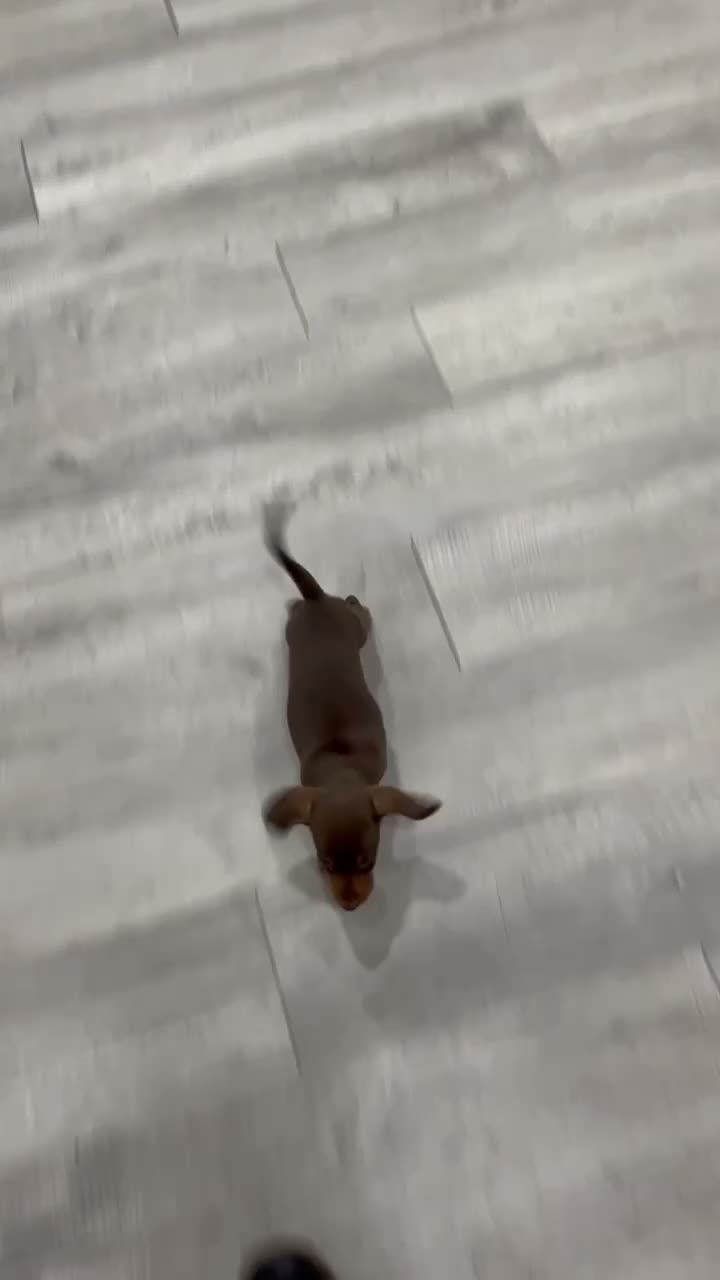 Miniature Dachshund dogs for sale: Cocoa - Video 1