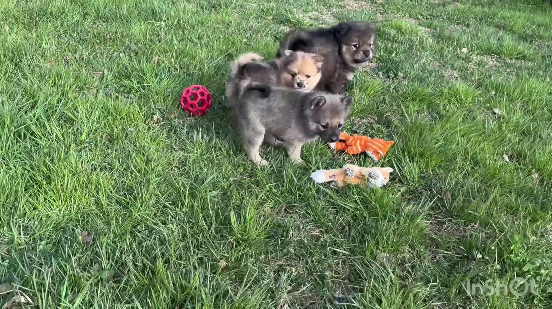 Mixed Breed dogs for sale: Luigi - Video 1