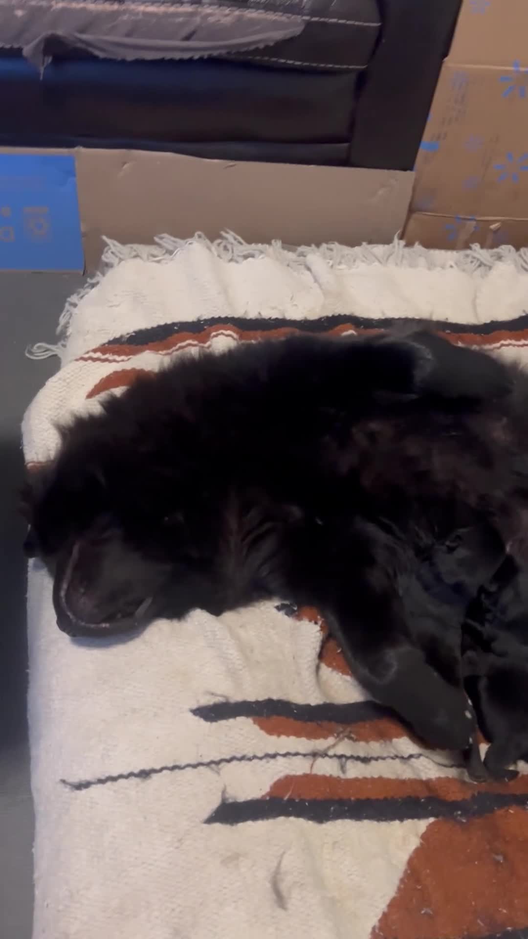 Chow Chow dogs for sale: Chow Chow Puppy 1 - Video 1