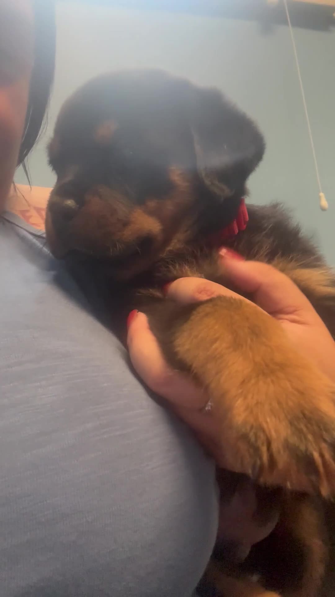 Rottweiler dogs for sale: Puppy 1 - Video 1