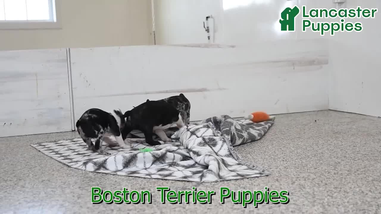 Boston Terrier dogs for sale: Alexia - Video 1