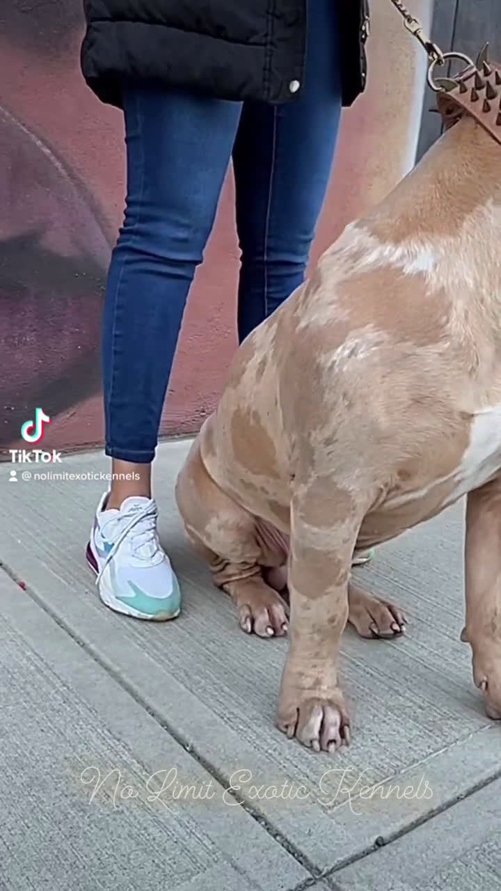 American Bully dogs for stud: Beautifull XL Merle Bully For Stud Services!!! - Video 1