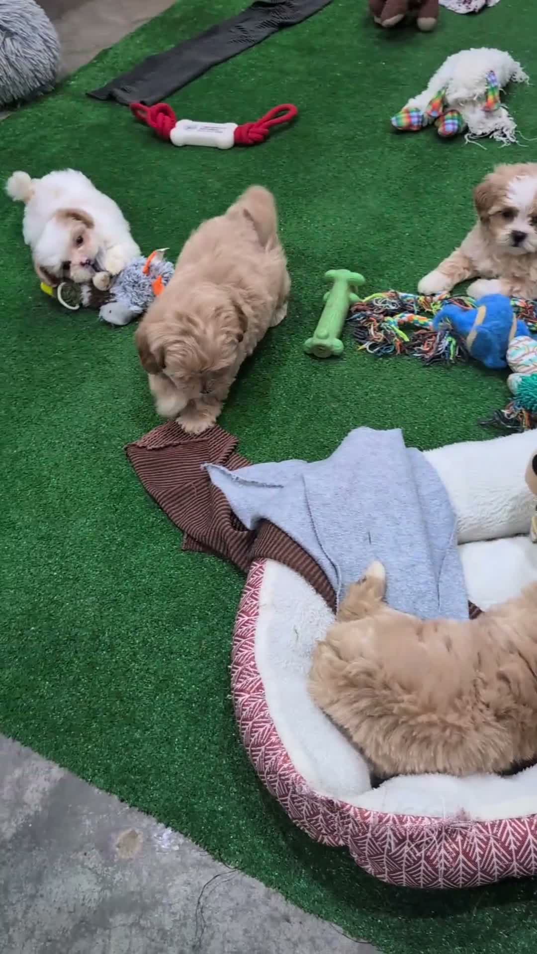 Shihpoo dogs for sale: Lincoln - Video 1