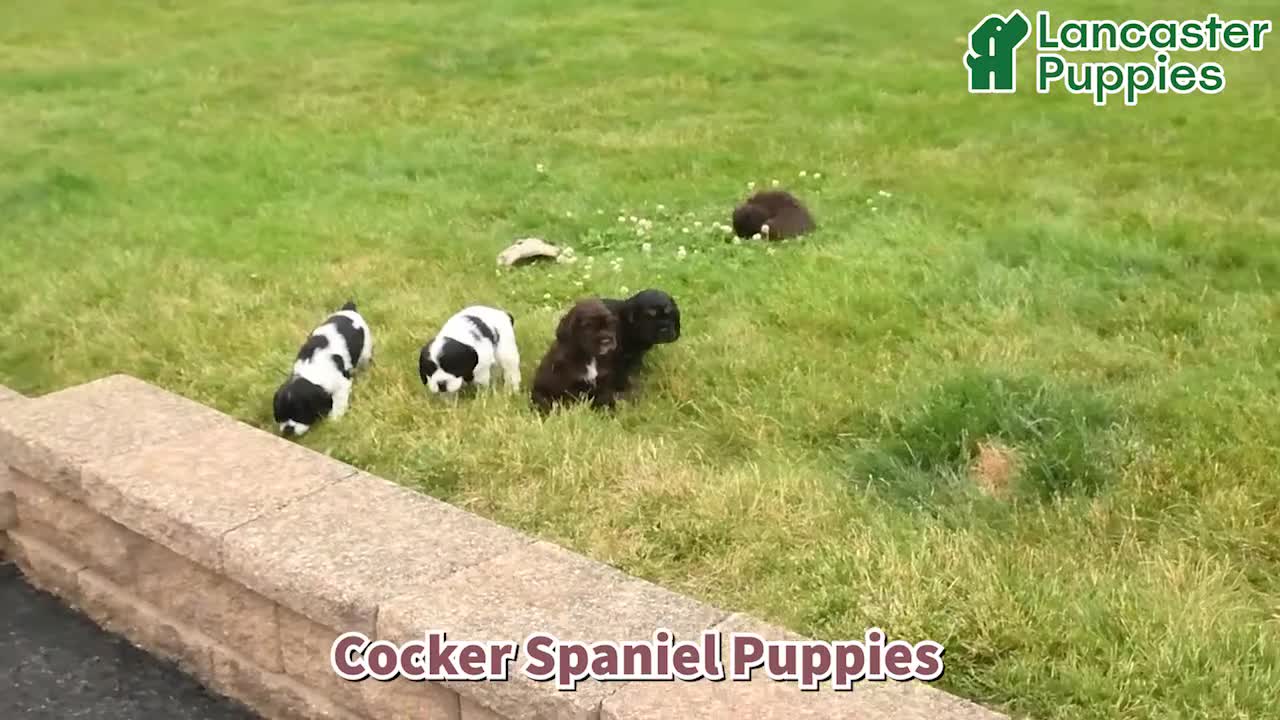 Cocker Spaniel dogs for sale: Lincoln - Video 1