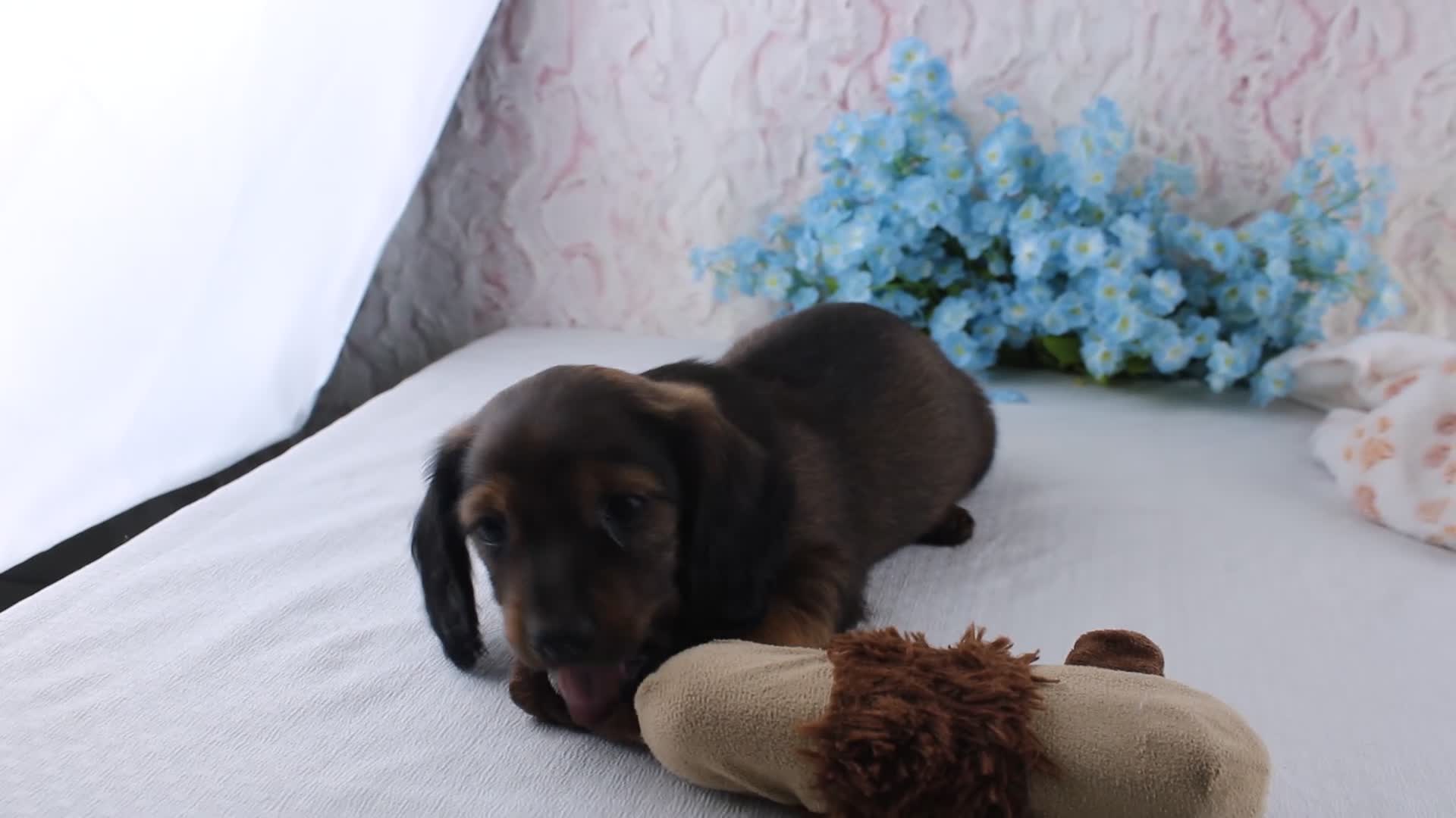 Miniature Dachshund dogs for sale: Hayden - Video 2