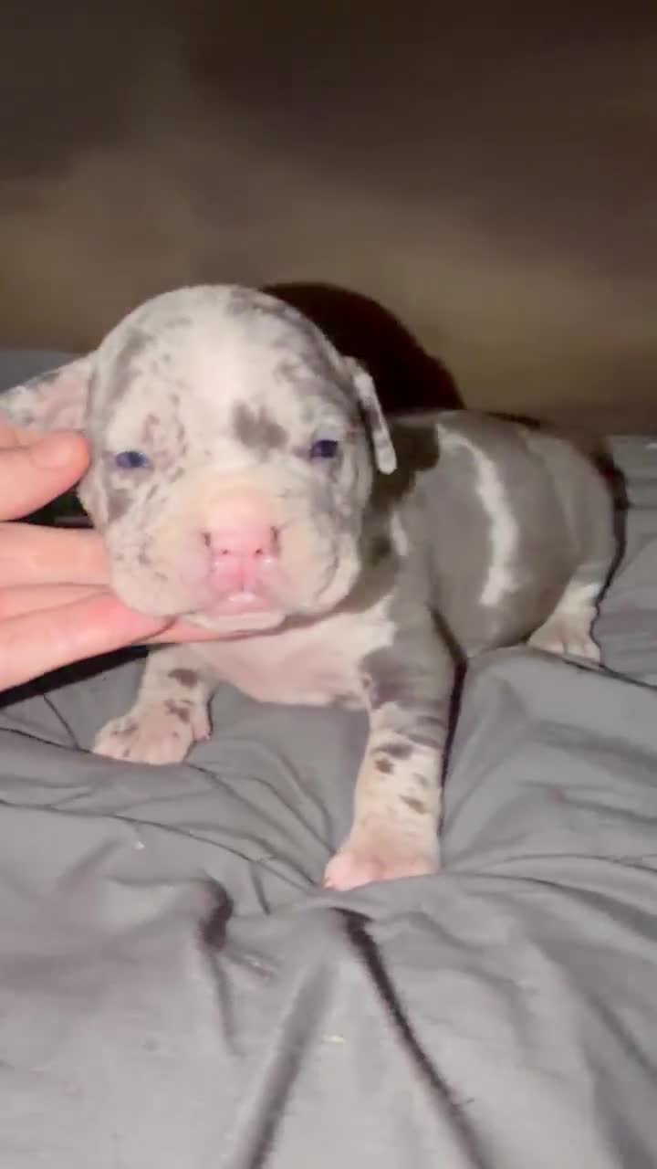 American Bully dogs for sale: Halo - Video 3