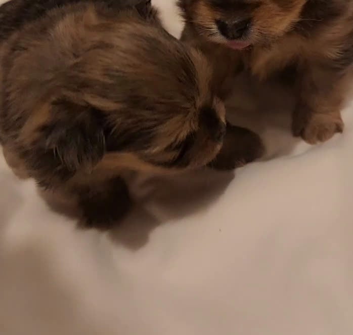 Mixed Breed dogs for sale: Yorkie, Pomeranian, Yoranian, Porkie - Video 6