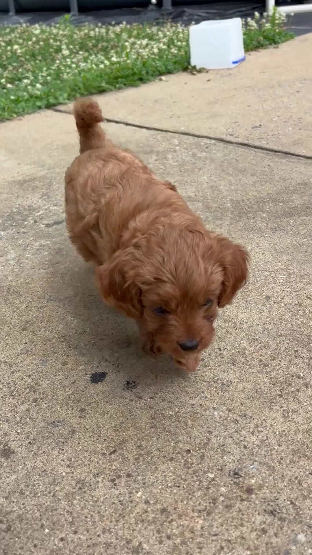 Cavapoo dogs for sale: Daisy - Video 1