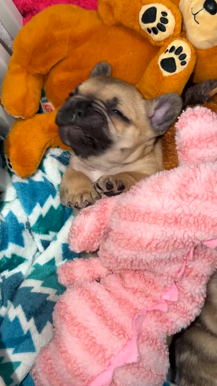 French Bulldog dogs for sale: French Bulldog Puppy 1 - Video 1