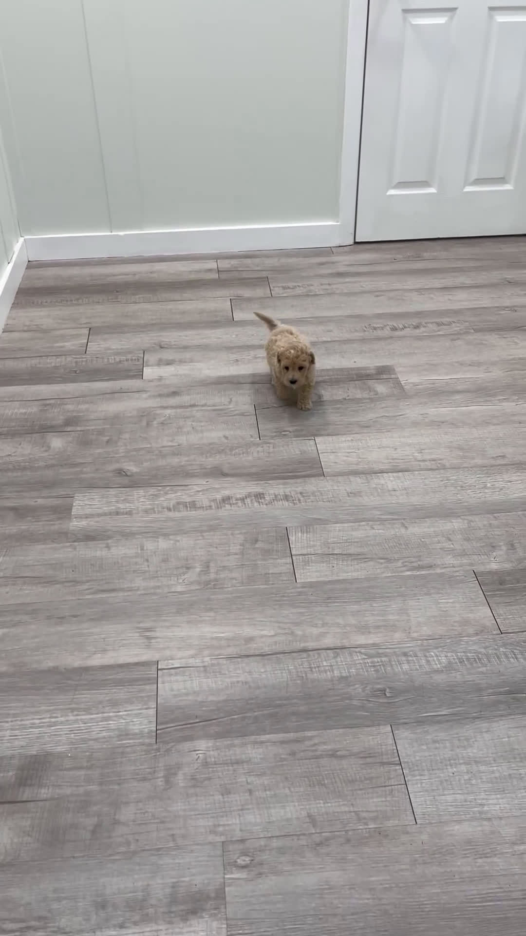 Bichpoo dogs for sale: Thor - Video 1