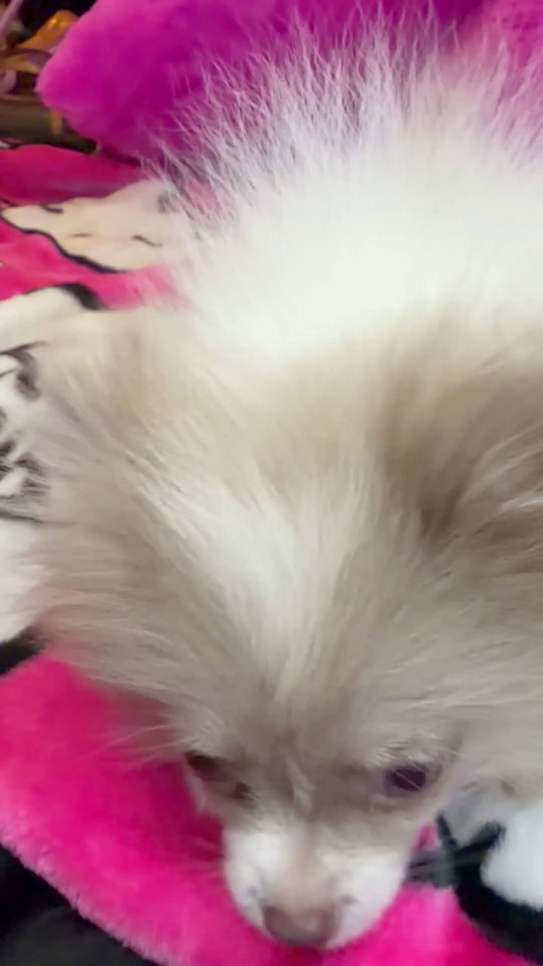 Pomeranian dogs for sale: Pomeranian Puppy 2 - Video 1