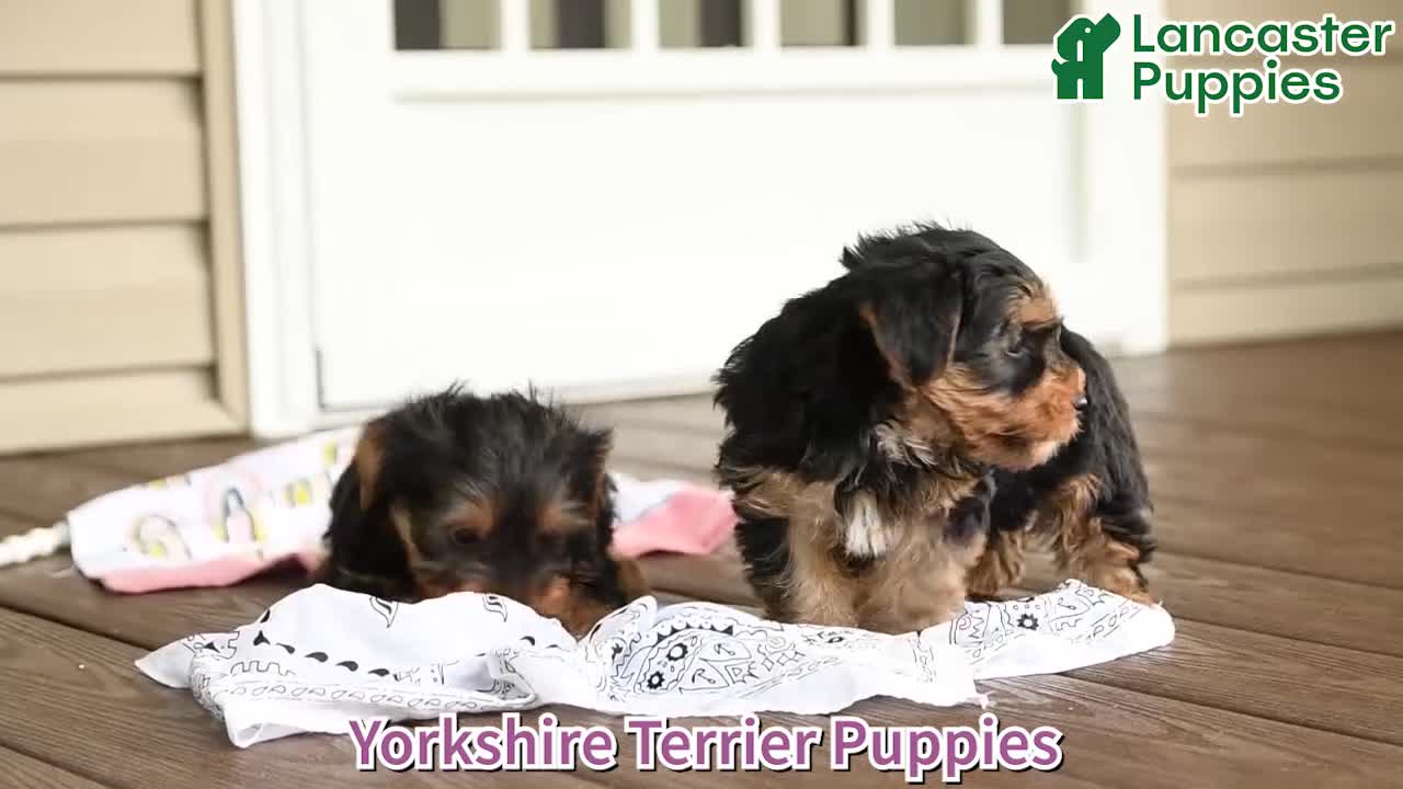Yorkshire Terrier dogs for sale: Oliver - Video 1