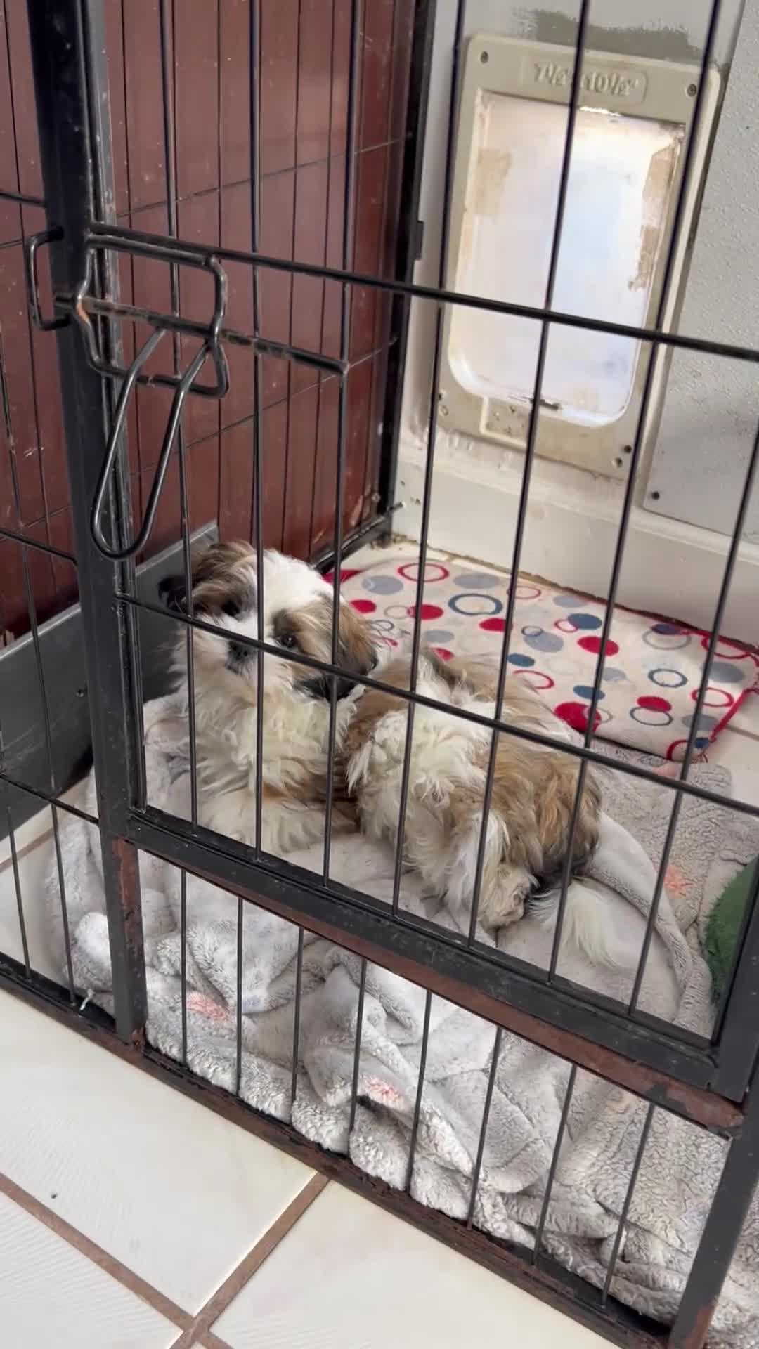 Shih Tzu dogs for sale: Shih Tzu 1 - Video 1