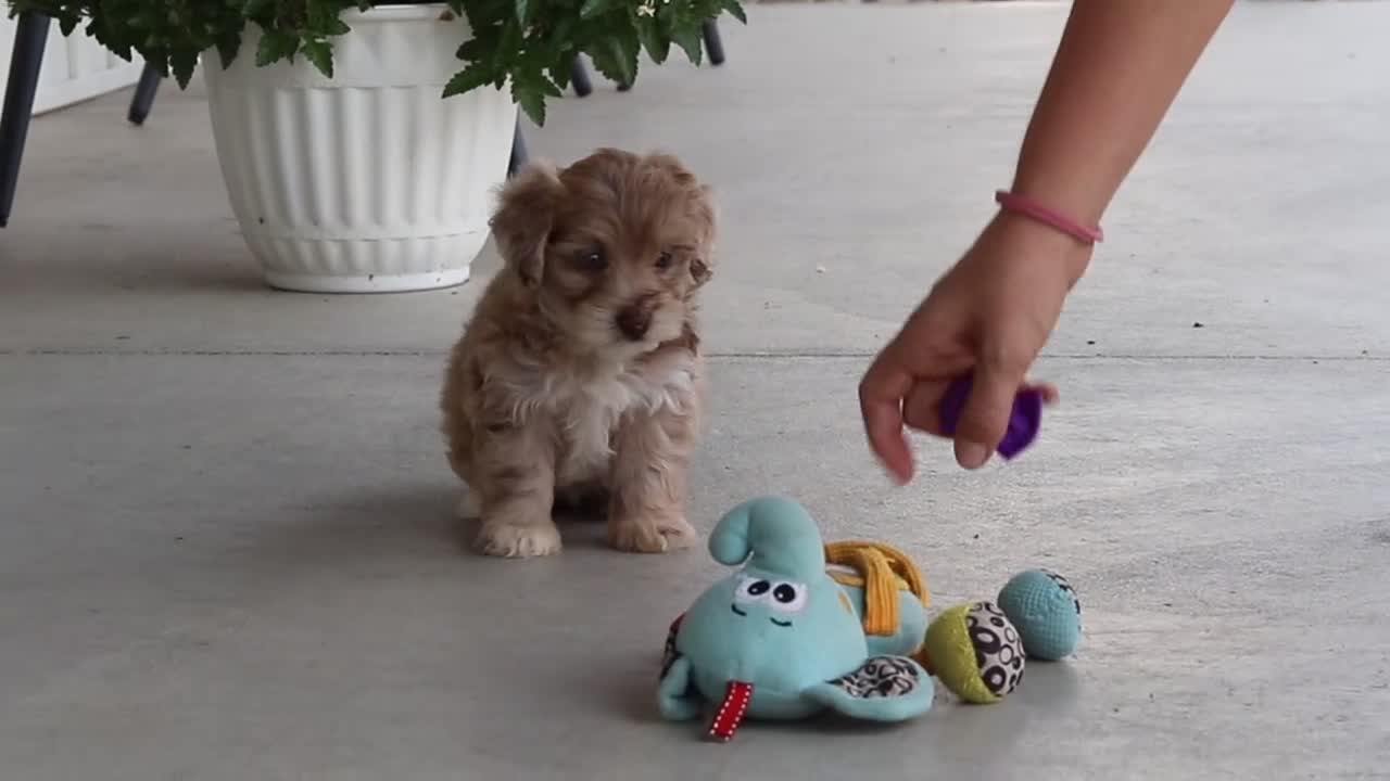 Havapoo dogs for sale: Cuddles  - Video 1