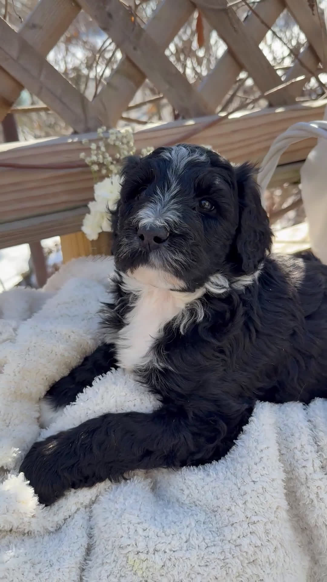 Mixed Breed dogs for sale: Beauty  - Video 4