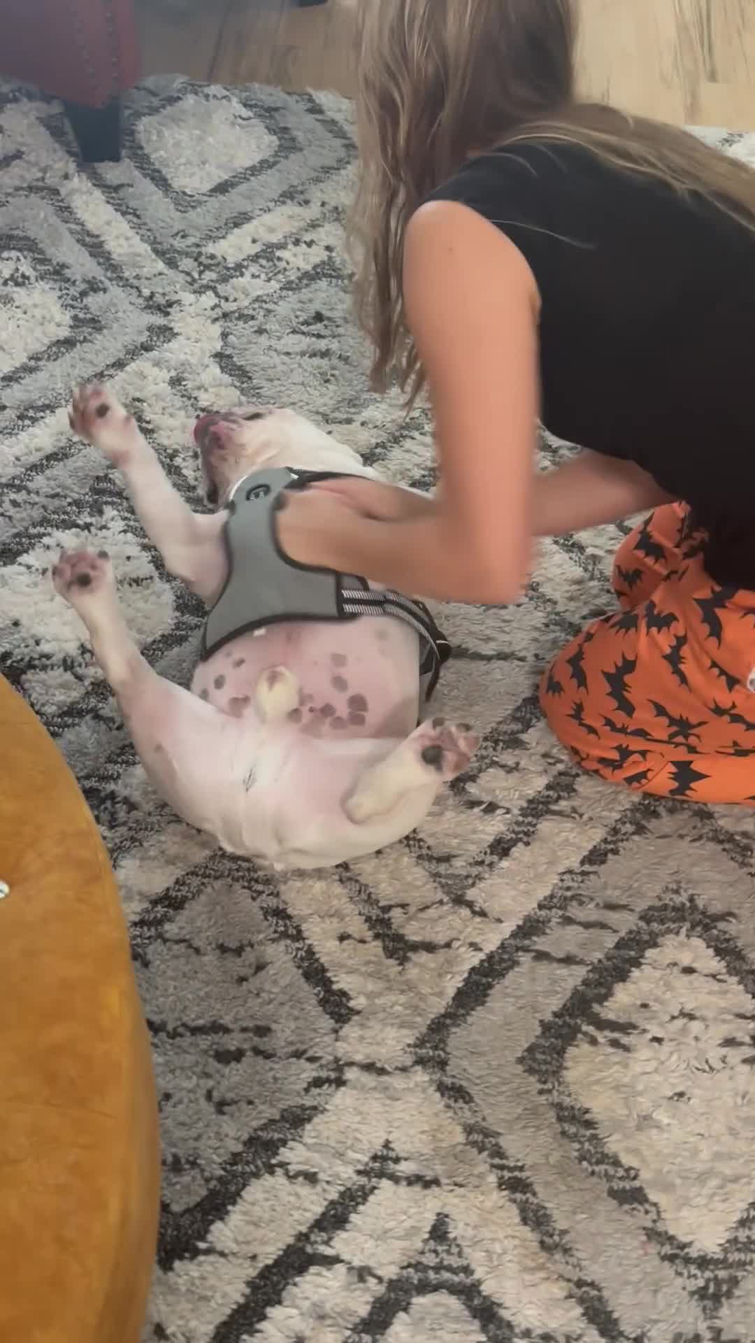 English Bulldog dogs for sale: English Bulldog 1 - Video 1