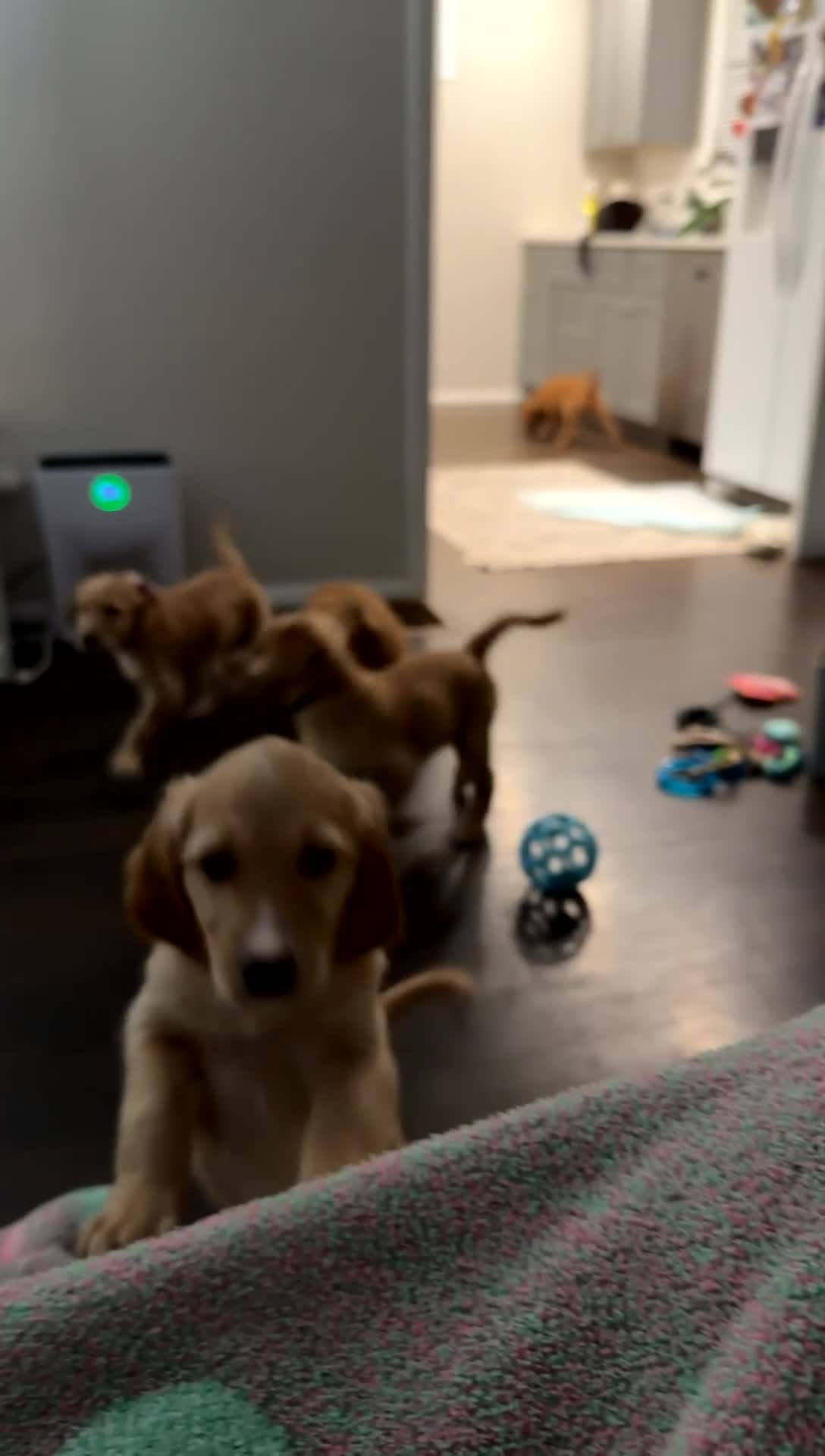 Mixed Breed dogs for sale: Wooli - Video 3