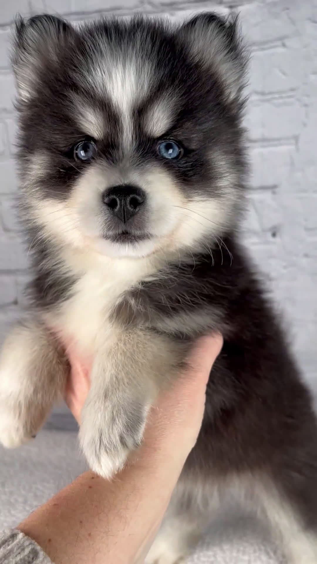 Pomsky dogs for sale: Sasha - Video 1