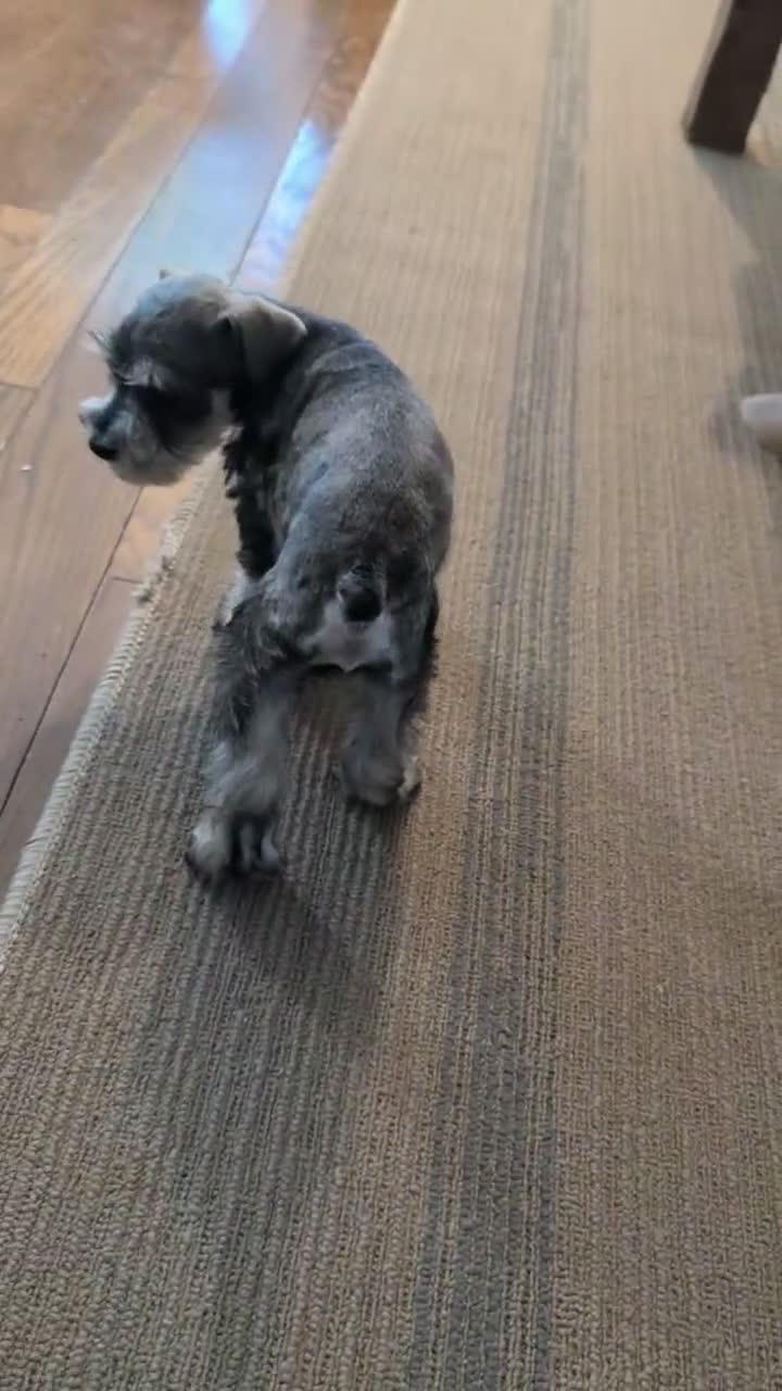 Miniature Schnauzer dogs for sale: Cookie - Video 1