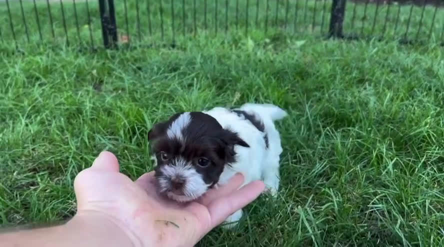 Havanese dogs for sale: Annie - Video 1