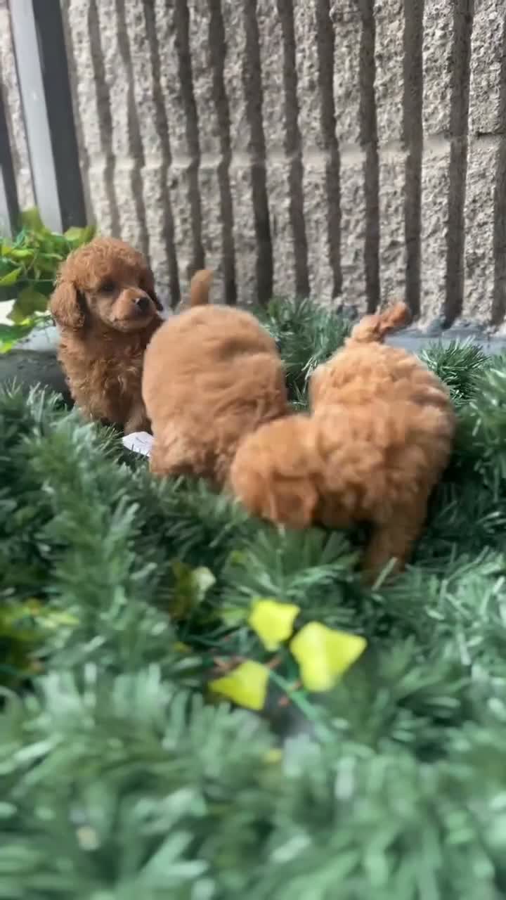 Toy Poodle dogs for sale: AKC Rocko - Video 1