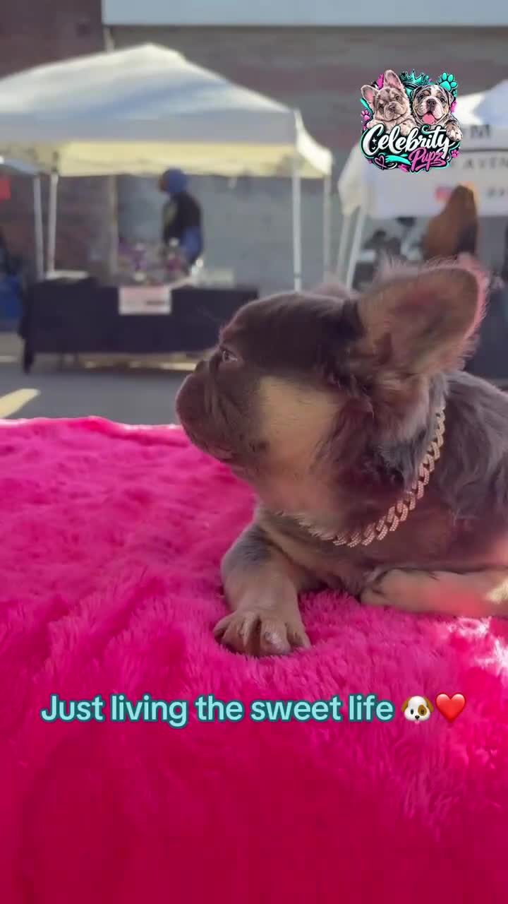 French Bulldog dogs for sale: Rocky-Rare Lilac Tan Fluffy in LA, CA. USA DELIVERY OPTIONS - Video 5
