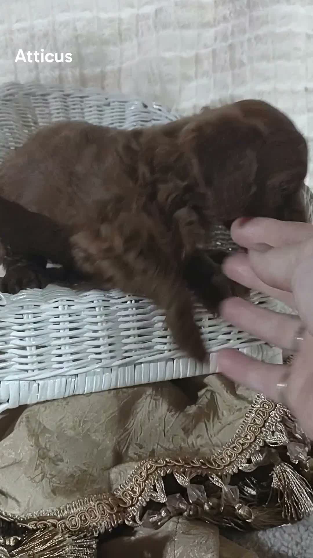Cavapoo dogs for sale: Cavapoo F1b 4 Atticus  - Video 2