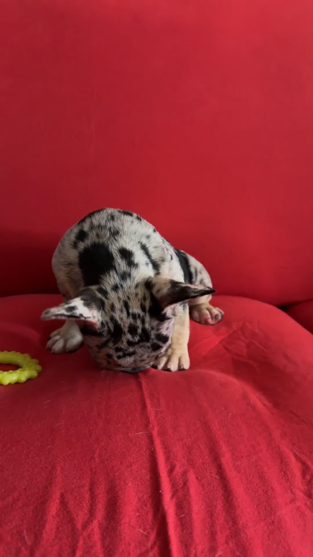 French Bulldog dogs for sale: French Bulldog Puppy 5 - Video 1