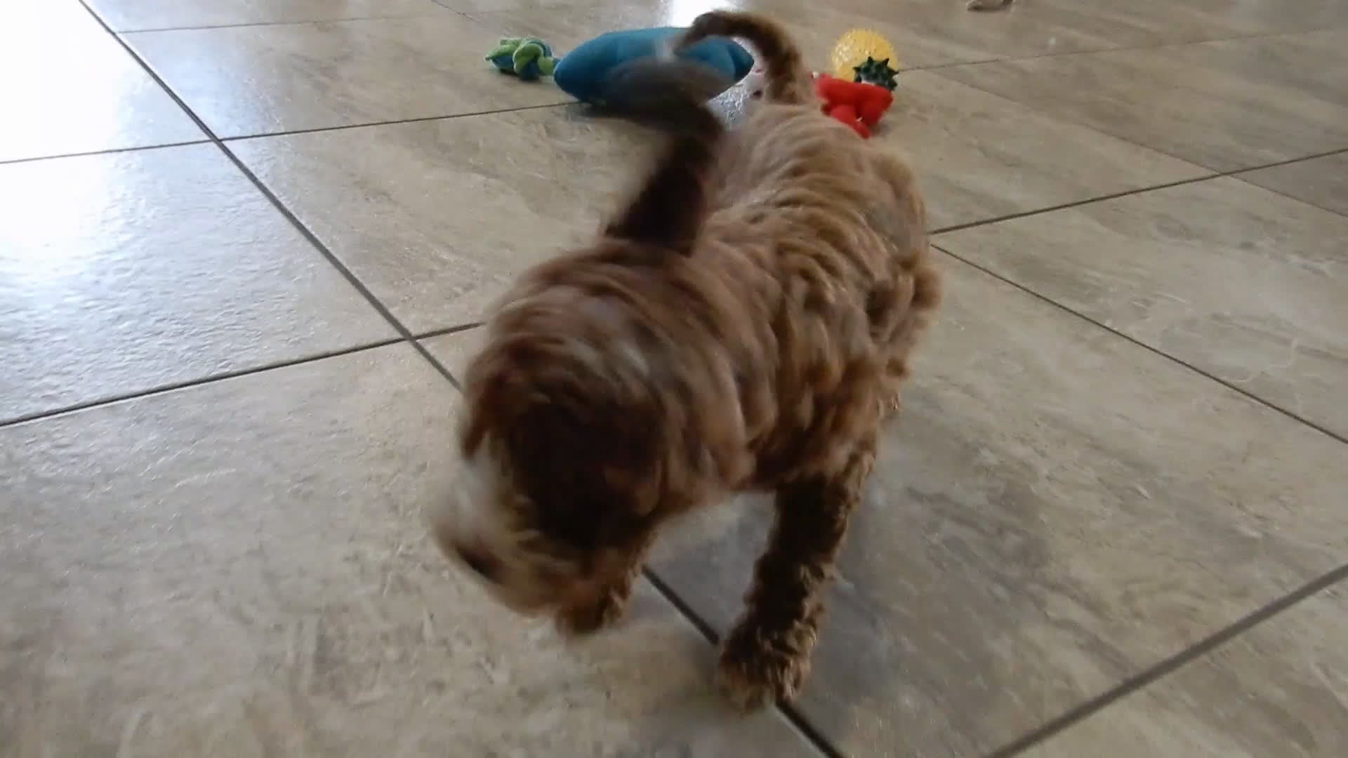 Cavapoo dogs for sale: Lulu - Video 2