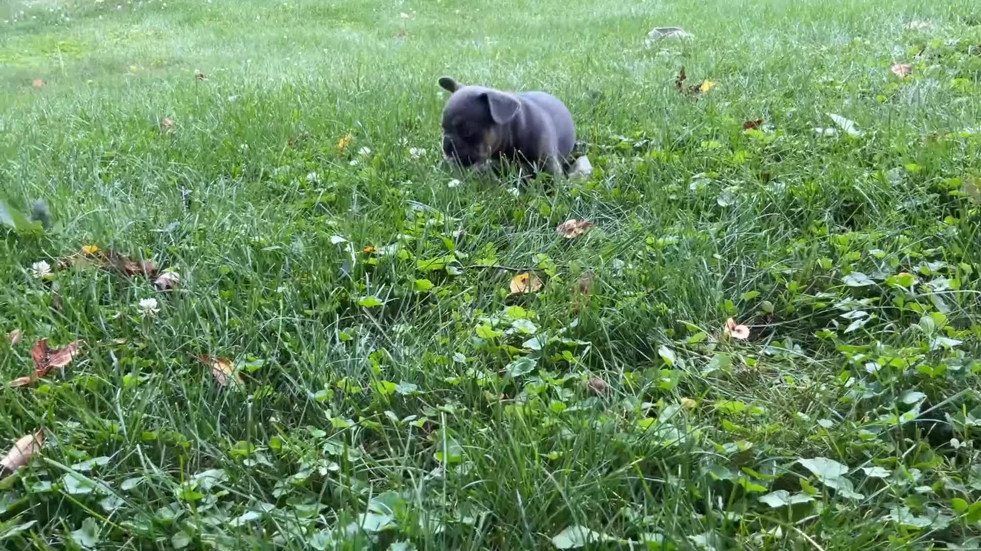 French Bulldog dogs for sale: Lucy  - Video 1