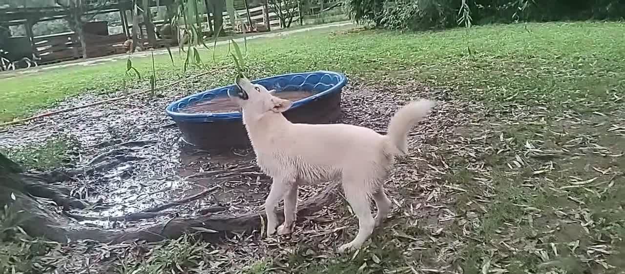Siberian Husky dogs for sale: Eve - Video 1