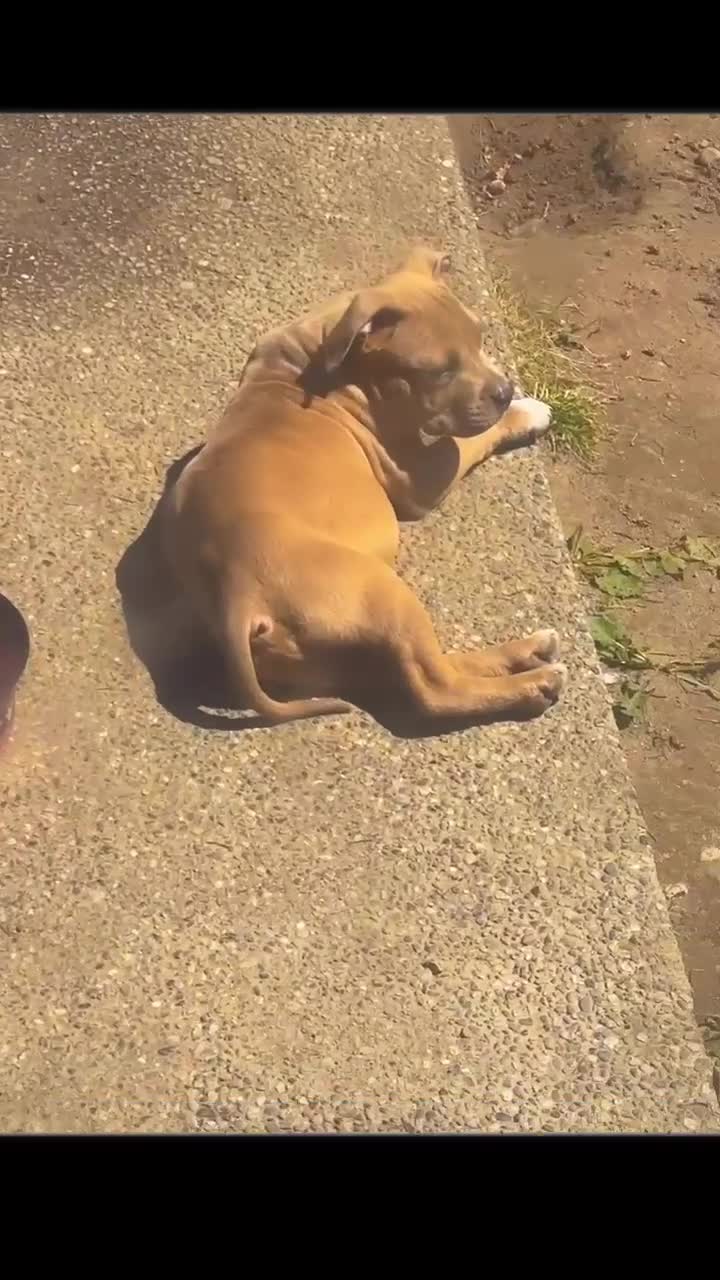 American Bully Puppy 1 American Bully for sale in Renton | Lancaster ...