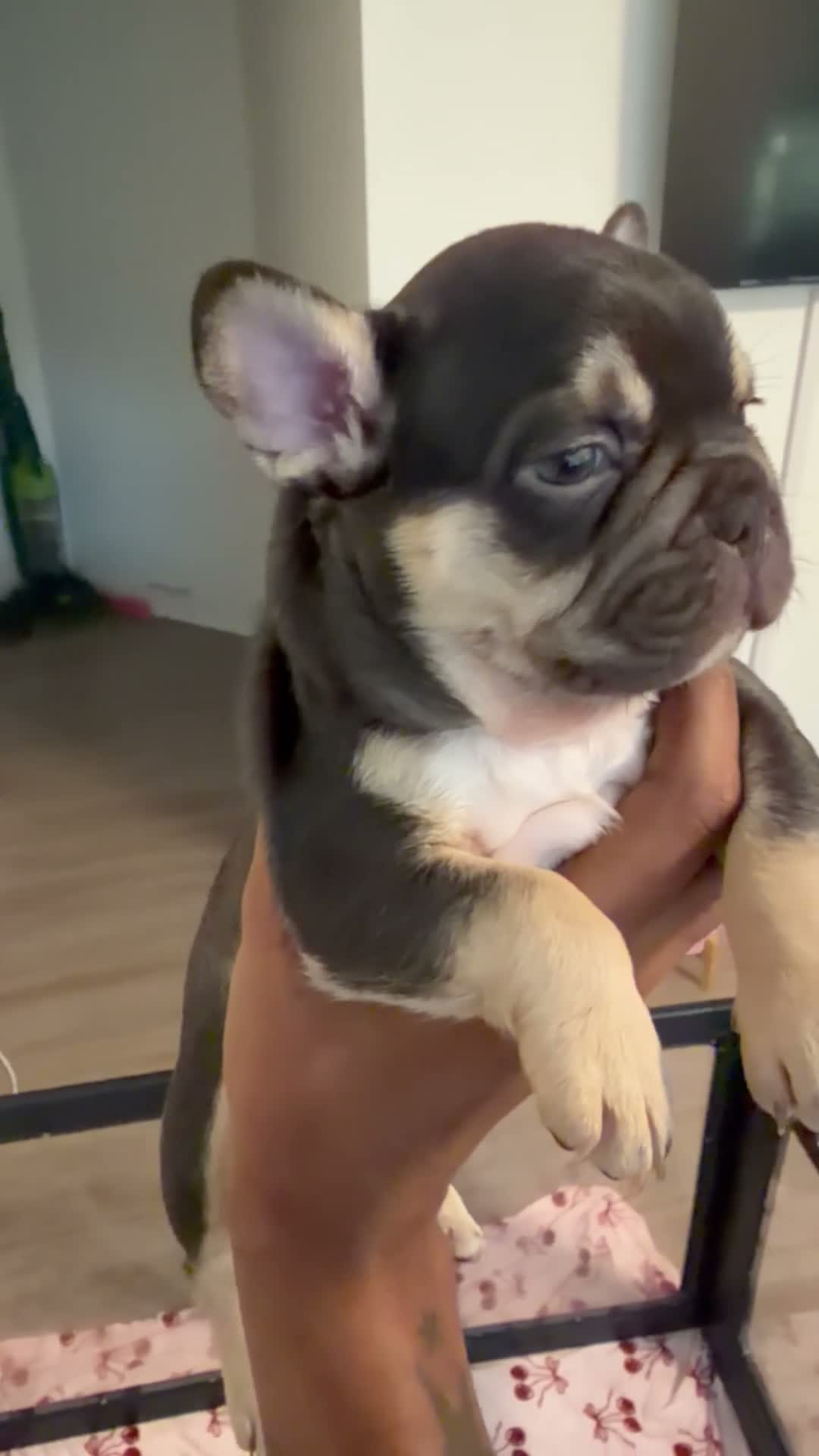 French Bulldog dogs for sale: HRLM - Video 1