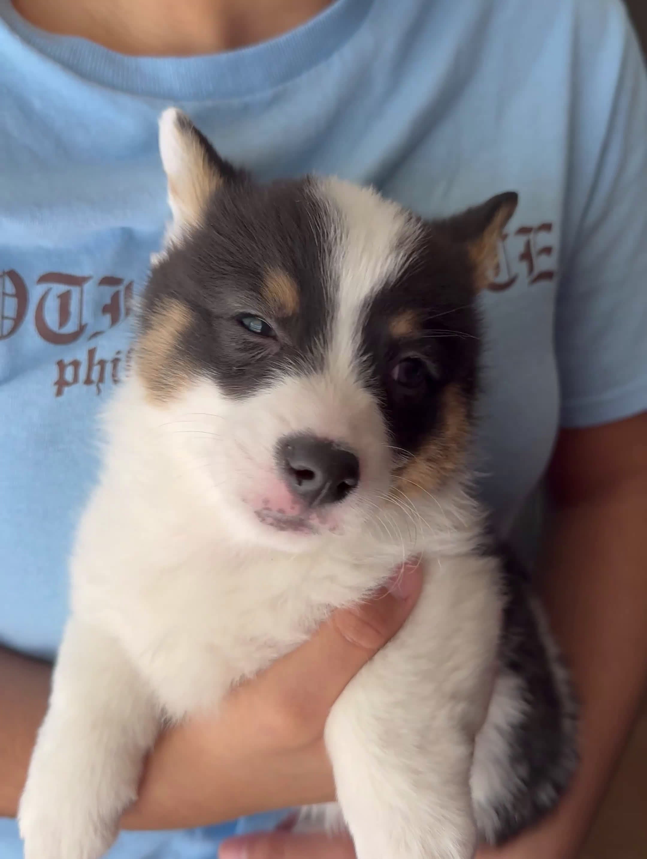 Welsh Corgi Pembroke dogs for sale: Max Jr. - Video 1