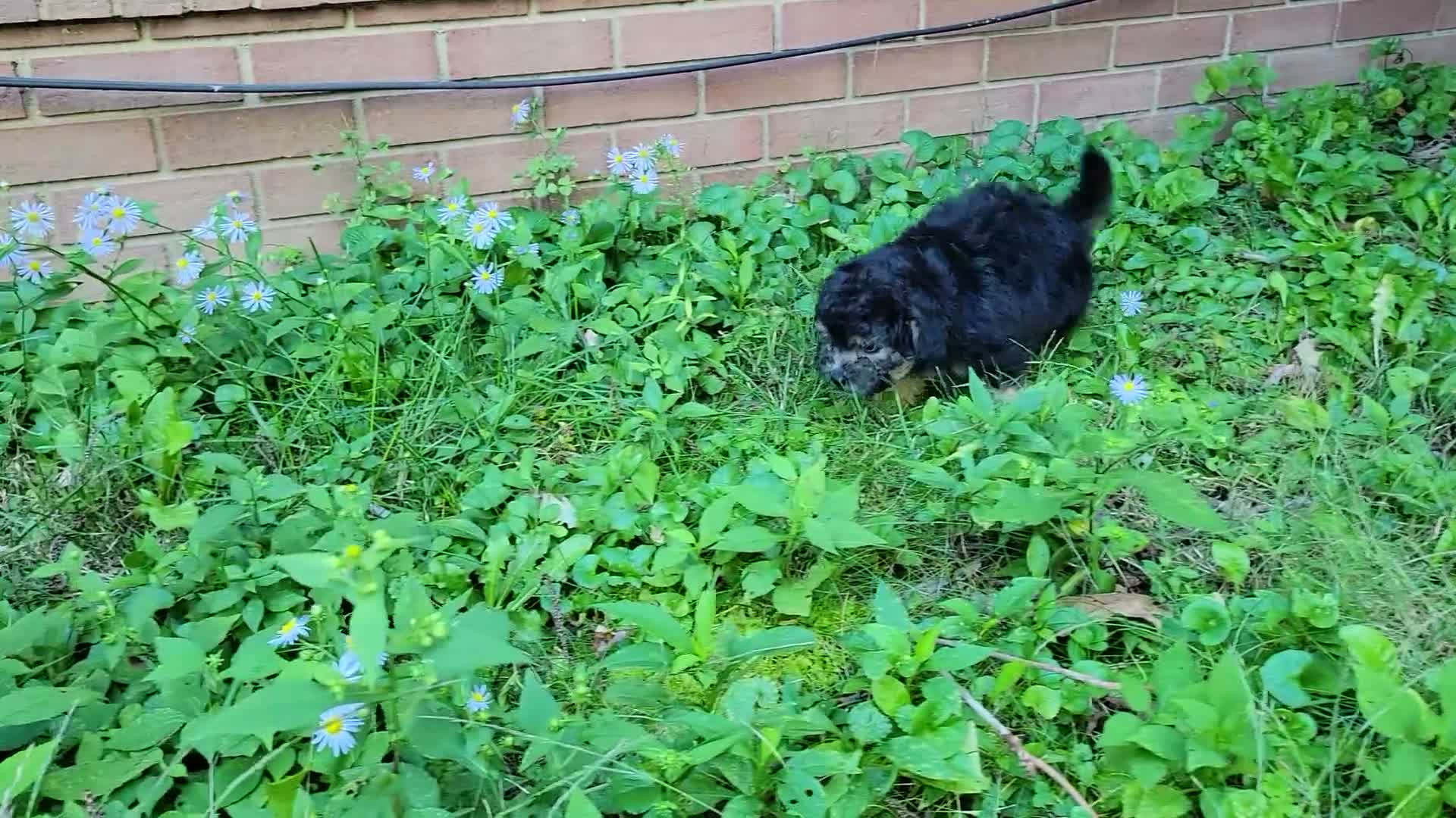 Bichpoo dogs for sale: Ember  - Video 5