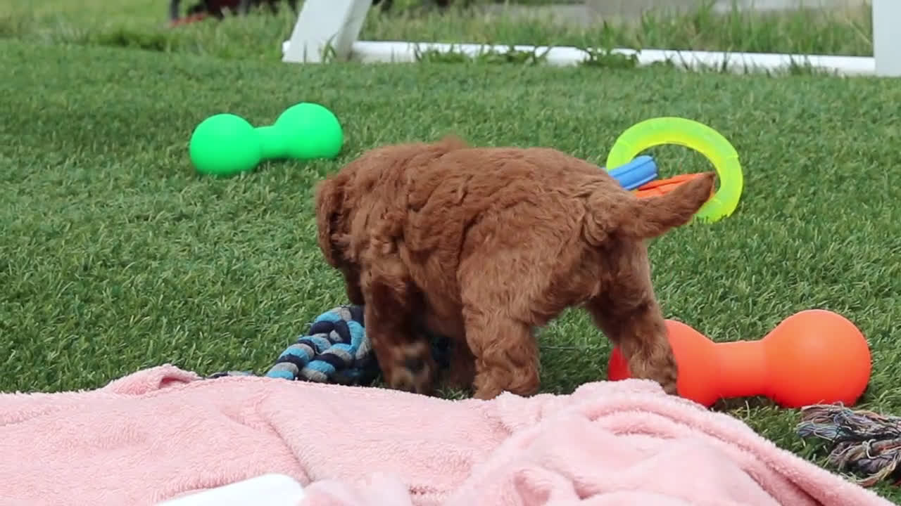 Mini Goldendoodle dogs for sale: Tigger - Video 5