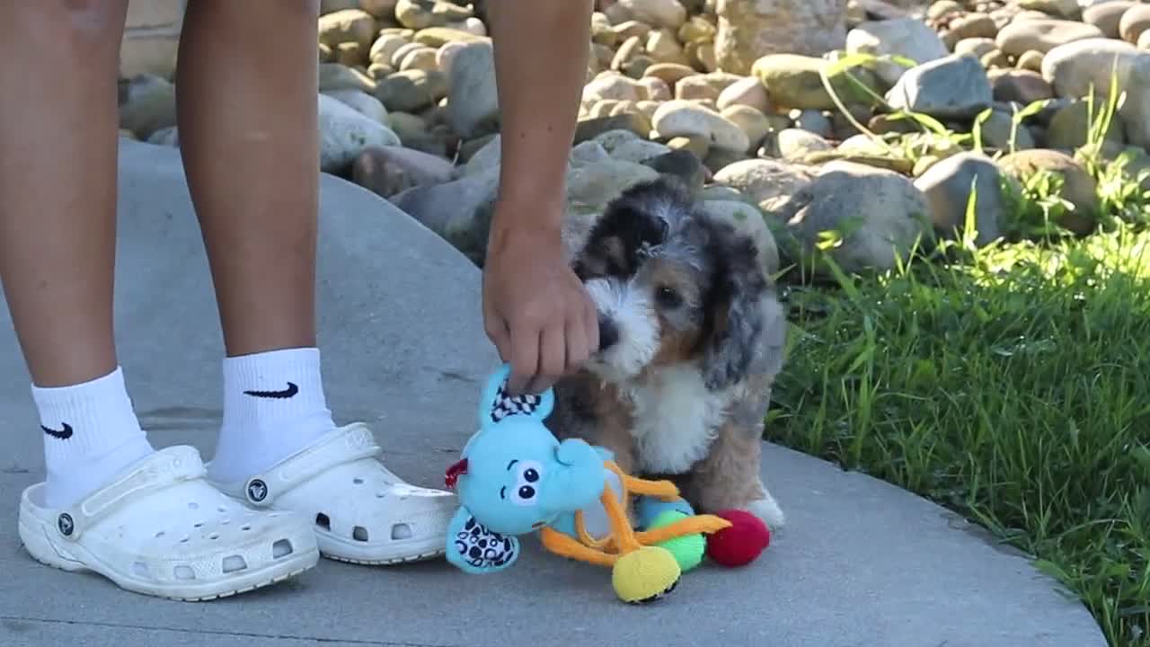 Mini Bernedoodle dogs for sale: Hunter - Video 1