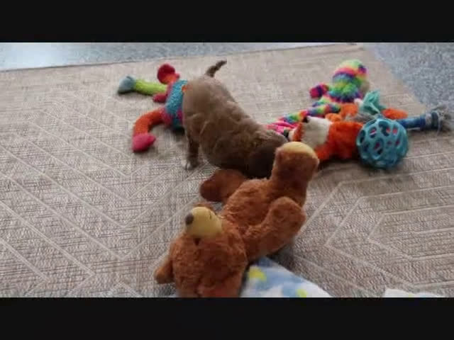 Mini Goldendoodle dogs for sale: Dante - Video 1