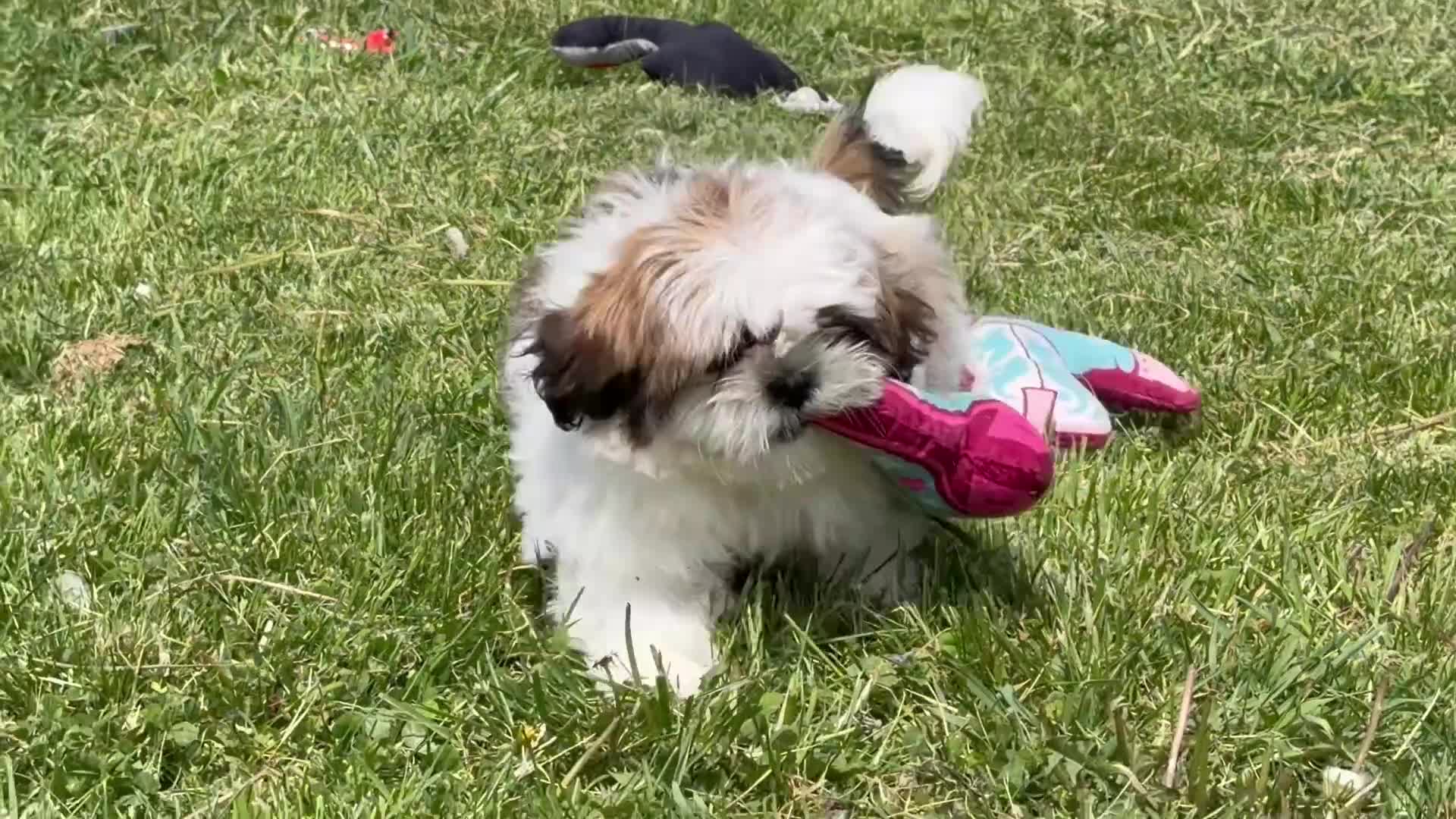 Shih Tzu dogs for sale: Gary  - Video 1
