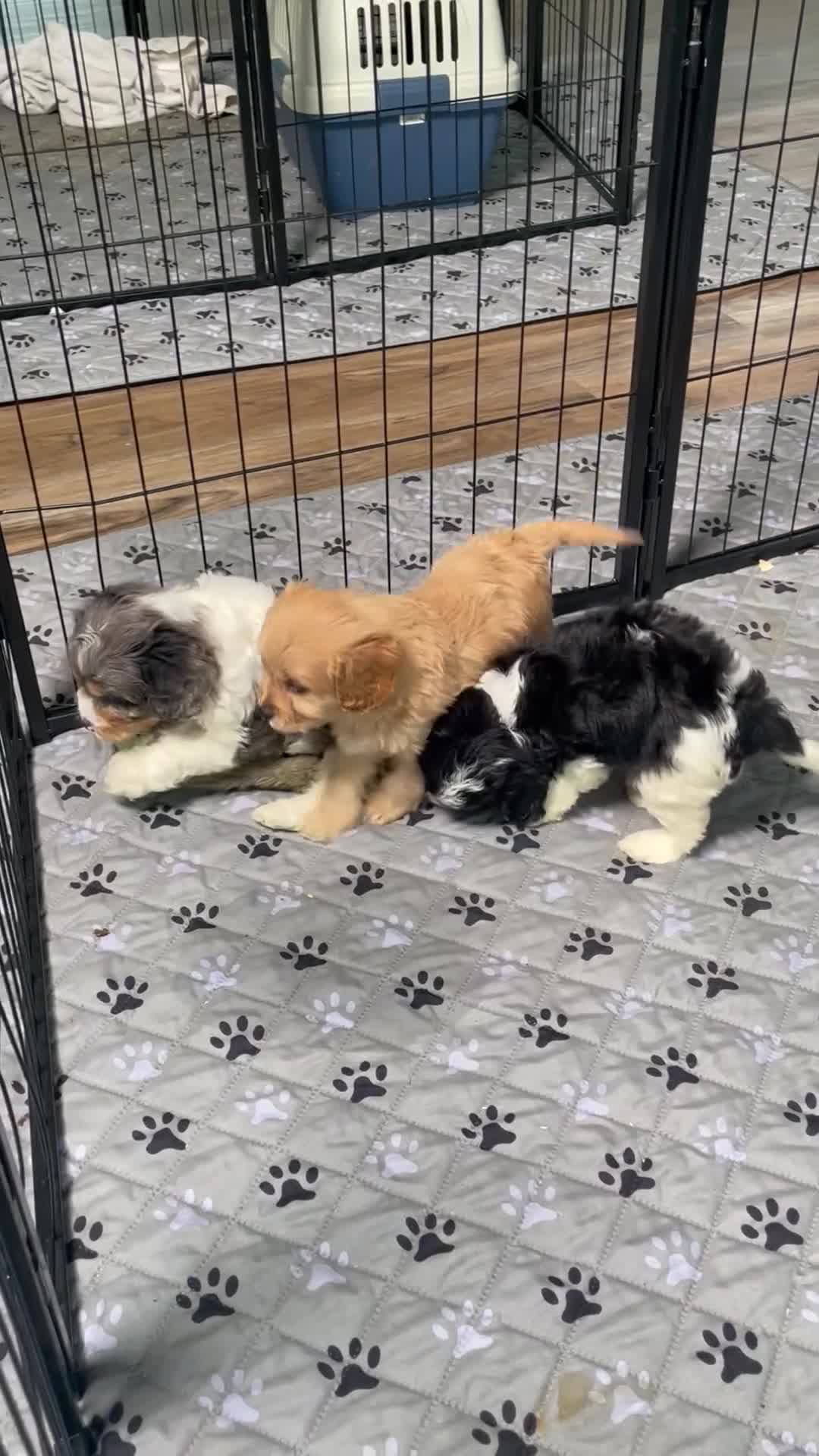 Cavapoo dogs for sale: Mr. Captain - Video 1
